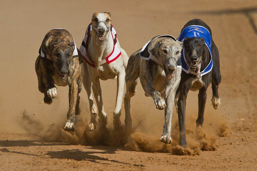 apuestas galgos