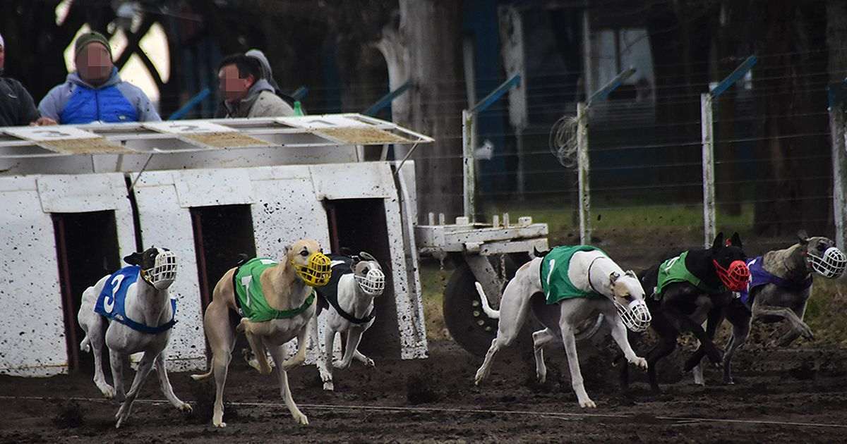 galgos apuestas