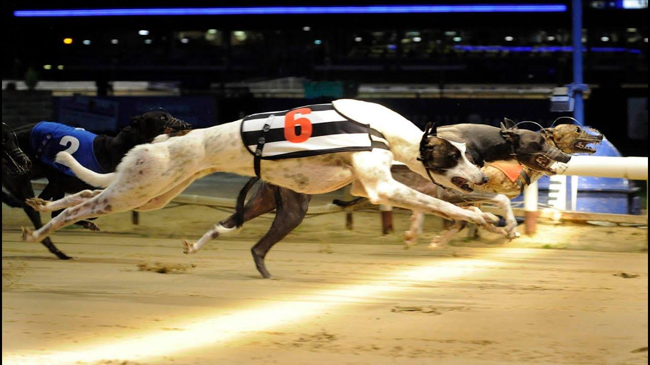como apostar a los galgos